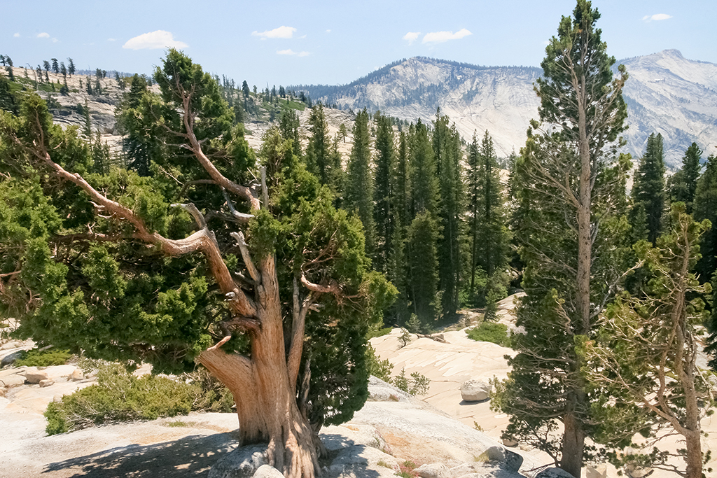 07-07 - 03.JPG - Yosemite National Park, CA